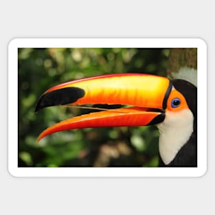 Portrait of a Toco Toucan at Iguassu, Brazil Sticker